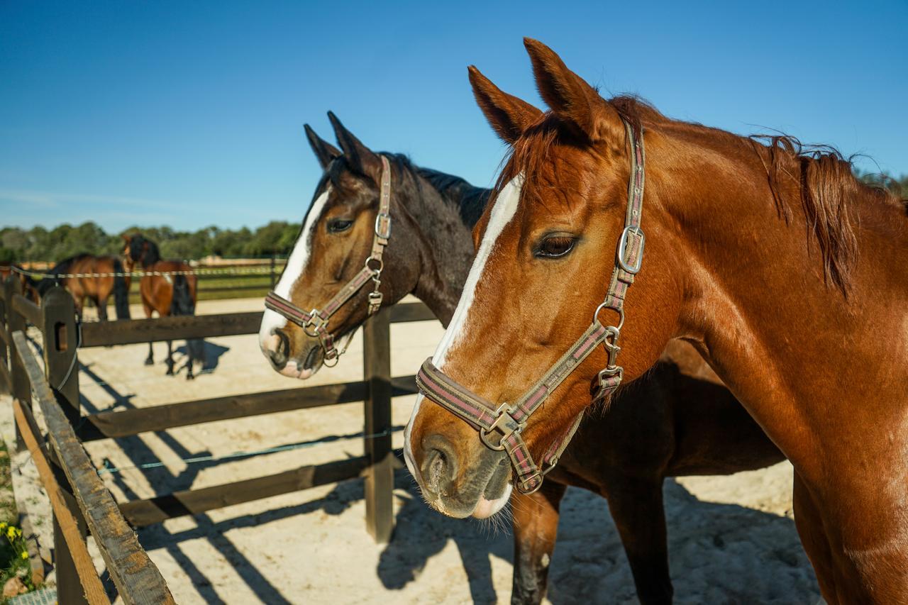 Vmg Horse Ranch (Adults Only) Villa Llucmajor  Buitenkant foto